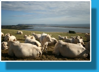 Charolais Cattle at Sea Barn Farm