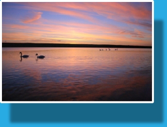 Swans on the Fleet Lagoon at Sunset